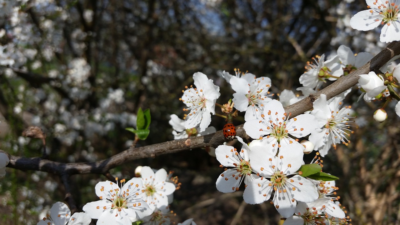 cherry blossoms blooming ladybug free photo