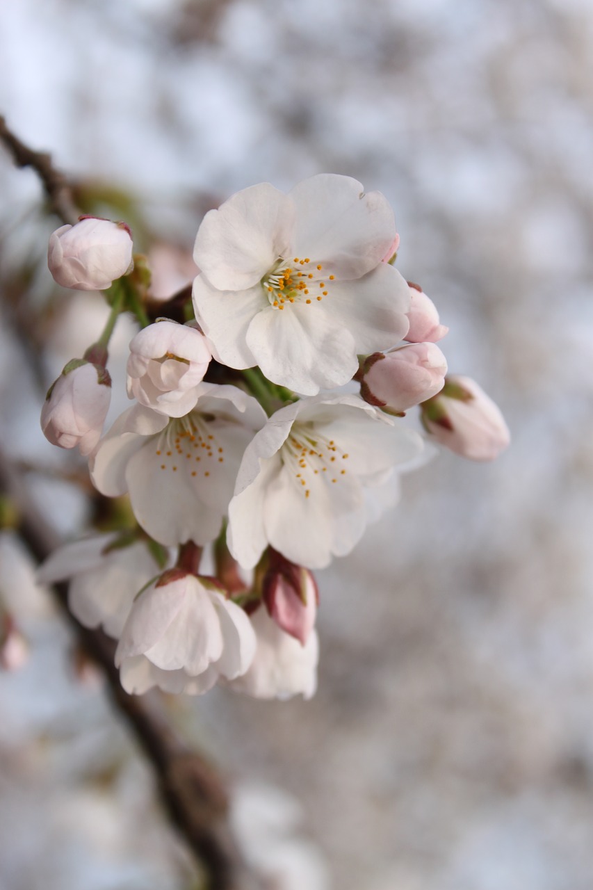 cherry blossoms xie spring free photo