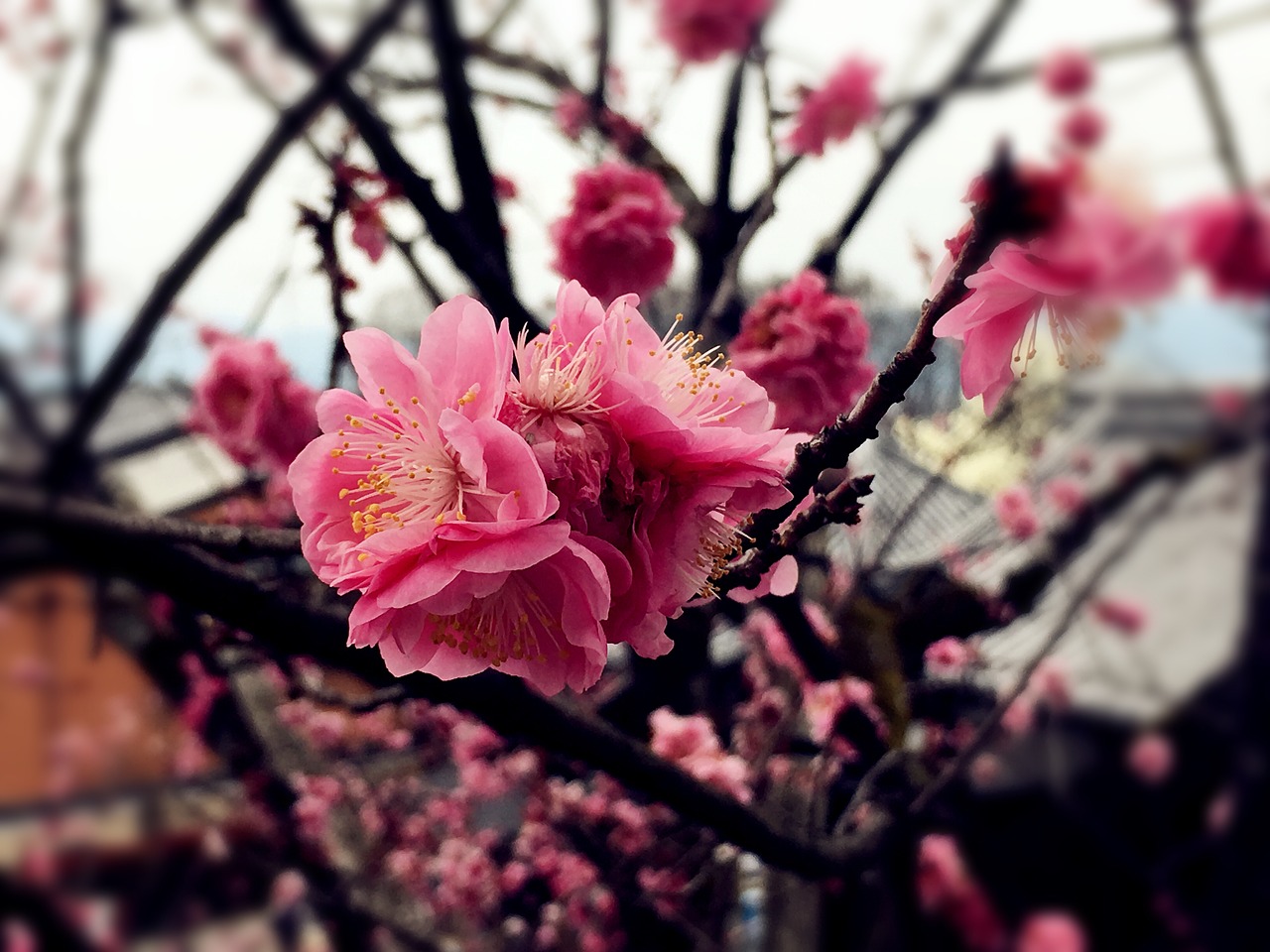 cherry blossoms pink red japan free photo