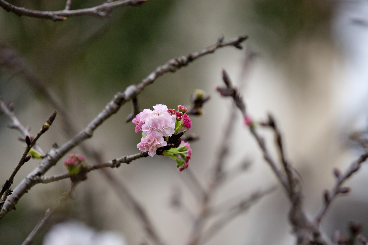 cherry blossoms chrysanthemum cherry flower free photo