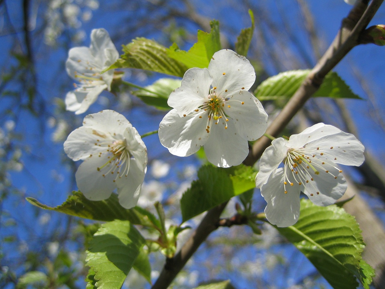 cherry blossoms cherry blossom cherry free photo