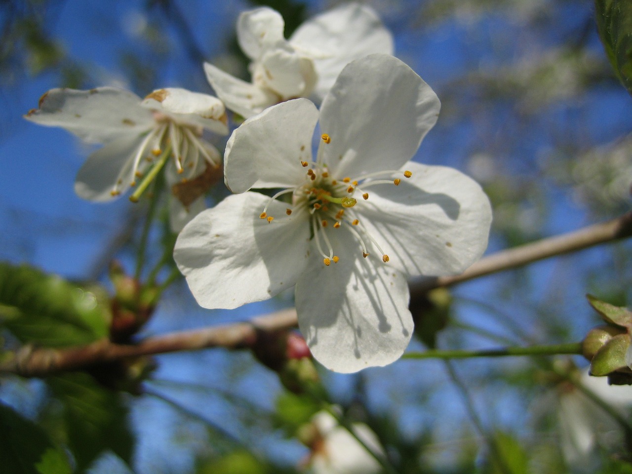 cherry blossoms cherry blossom cherry free photo