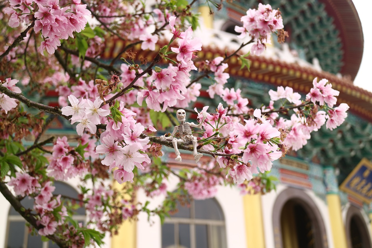 cherry blossoms tianyuan palace spring free photo