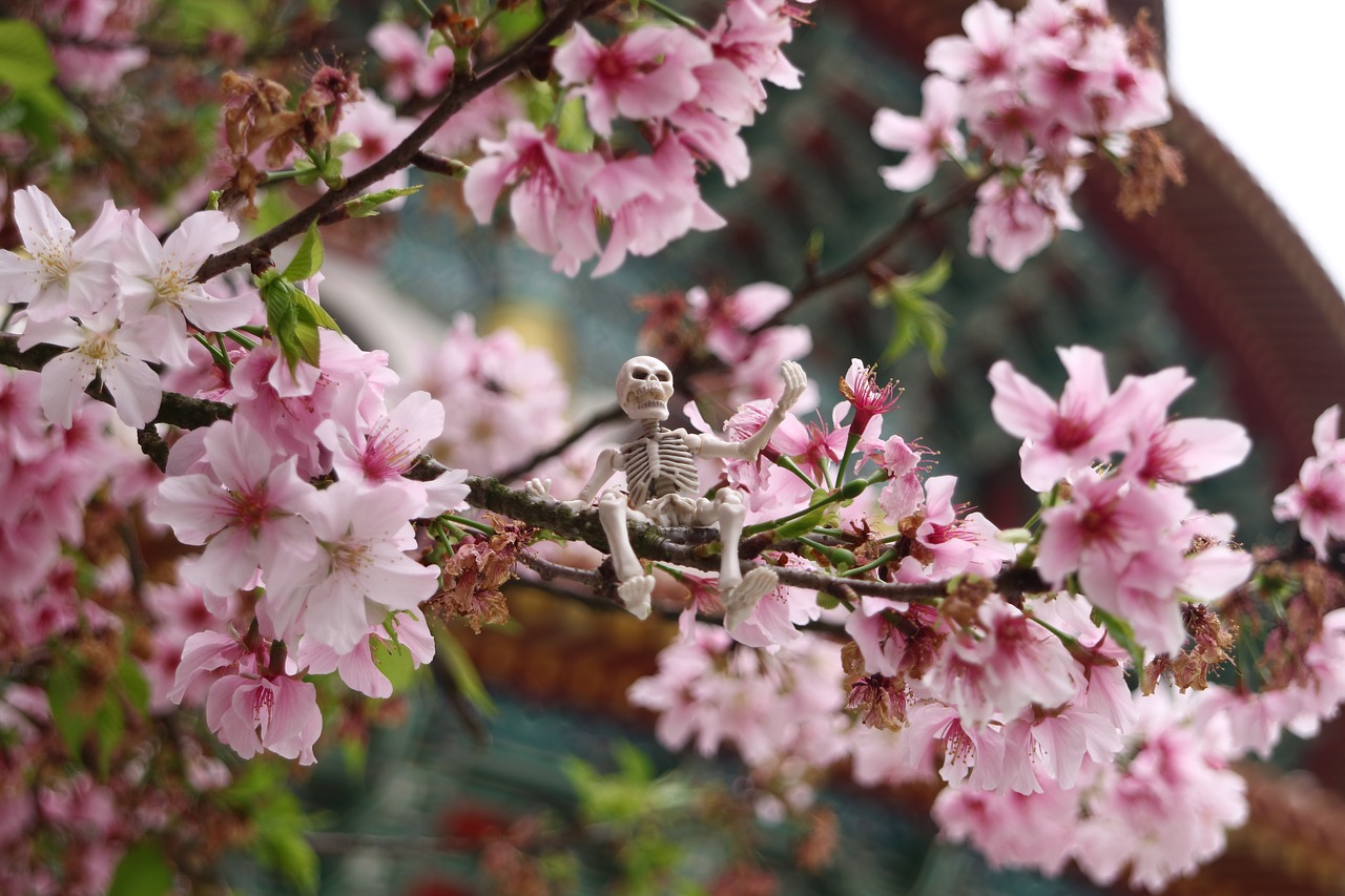 cherry blossoms tianyuan palace spring free photo