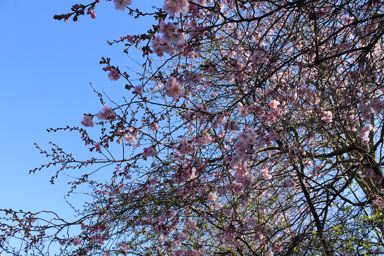 cherry blossoms flowers tree free photo