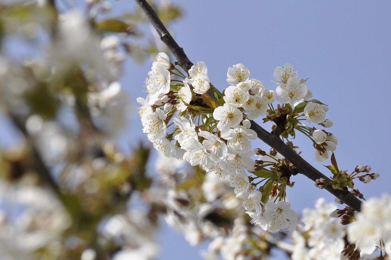 cherry blossoms blossom bloom free photo