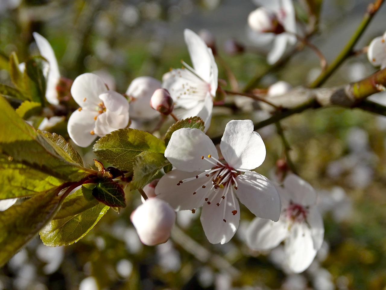 cherry blossoms flowers spring free photo