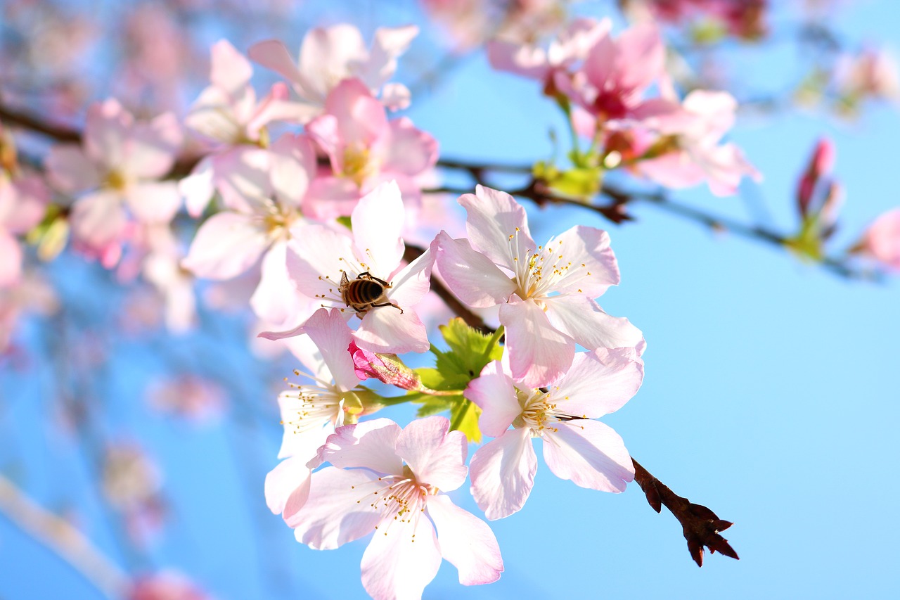 cherry blossoms flower bee free photo