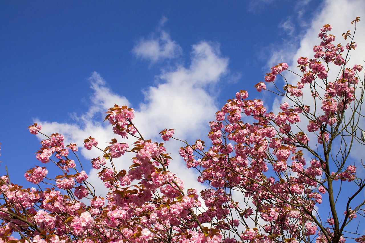 cherry blossoms himel clouds free photo