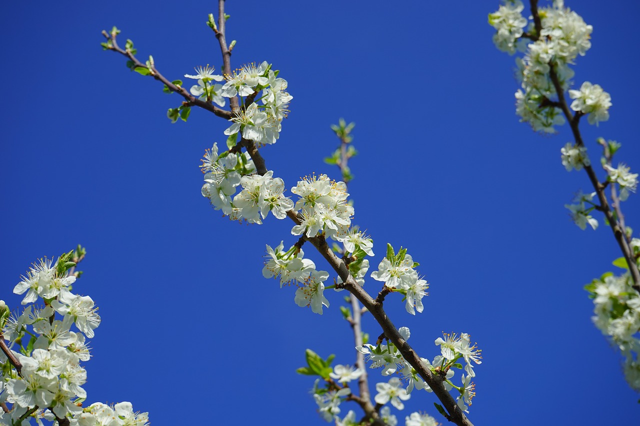cherry blossoms branch white free photo
