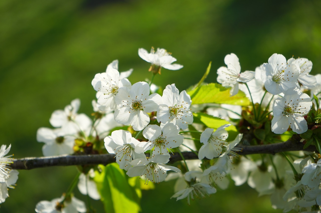 cherry blossoms flowers white free photo