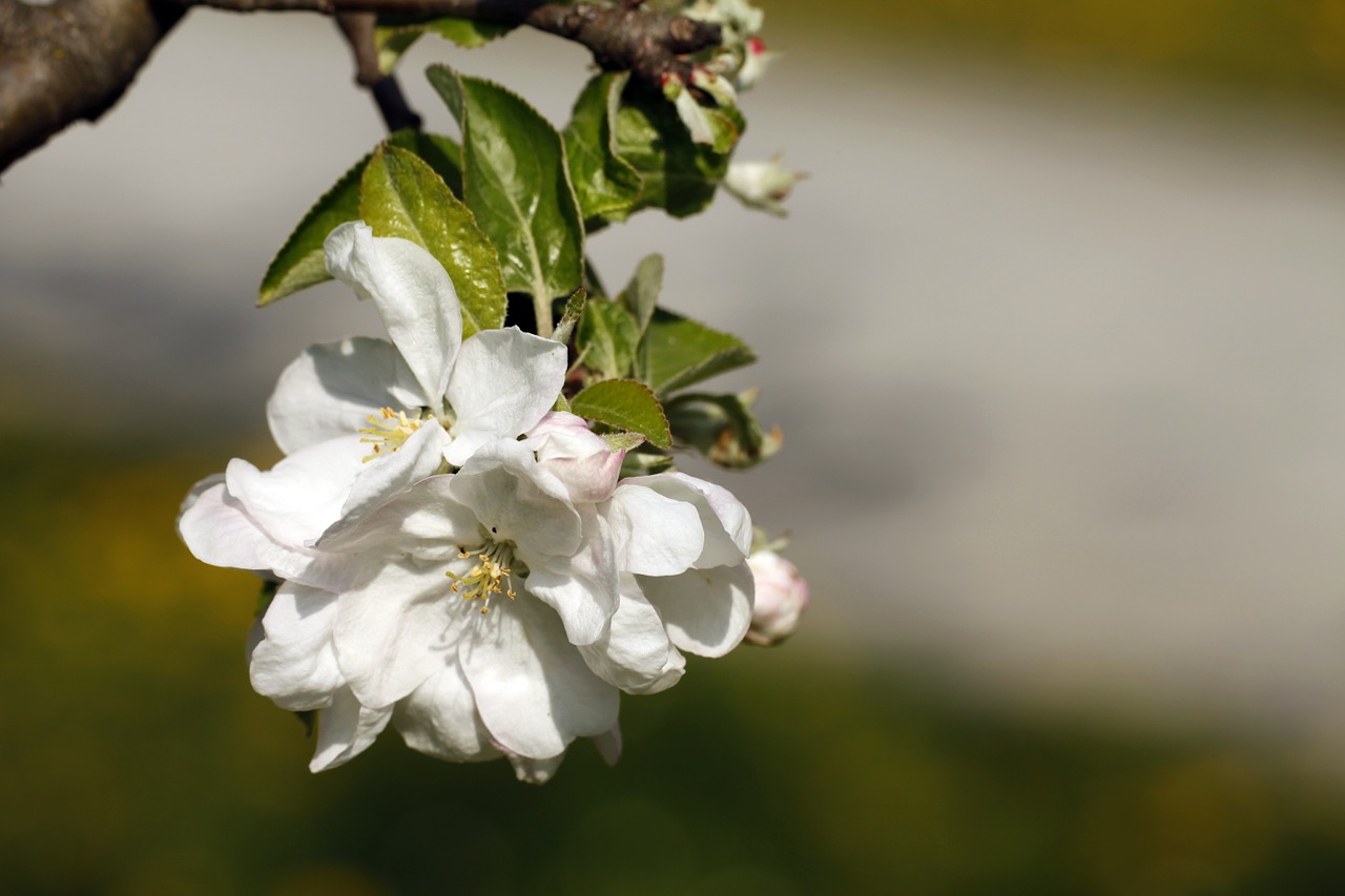 cherry blossoms spring flowering trees free photo