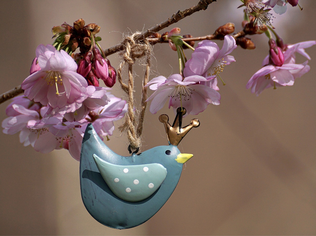 cherry blossoms pink flower free photo