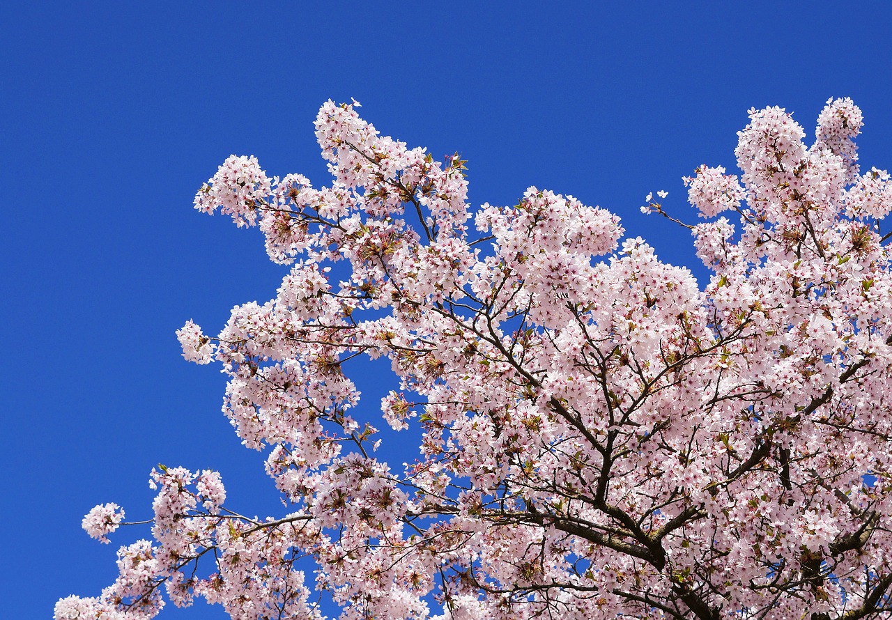 cherry blossoms  japanese cherry trees  cherry wood free photo
