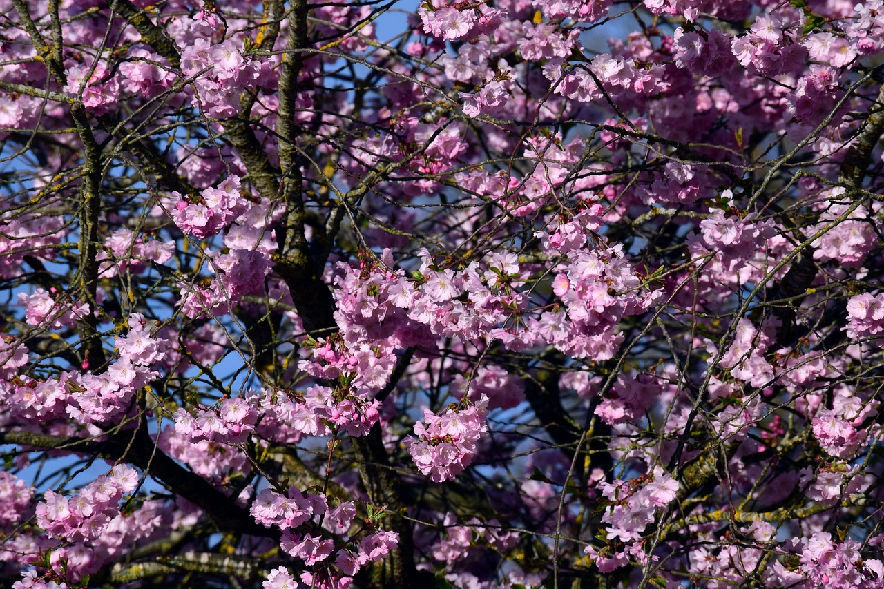 cherry blossoms  ornamental cherry  cherry tree free photo