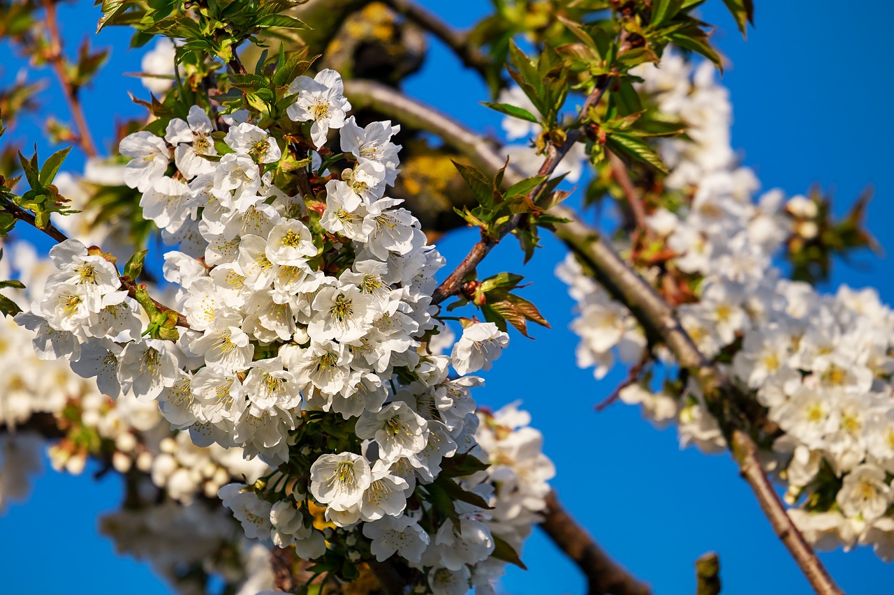 cherry blossoms  bloom  spring free photo