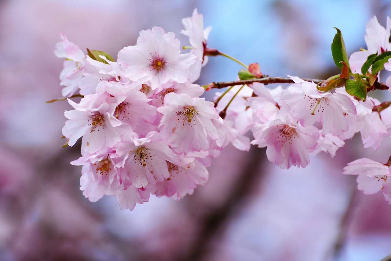 cherry blossoms  japanese cherry trees  tree blossoms free photo