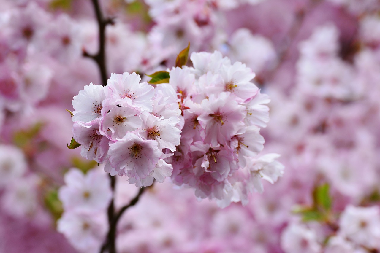 cherry blossoms  japanese cherry trees  tree blossoms free photo