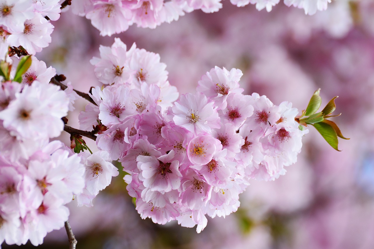 cherry blossoms  japanese cherry trees  tree blossoms free photo