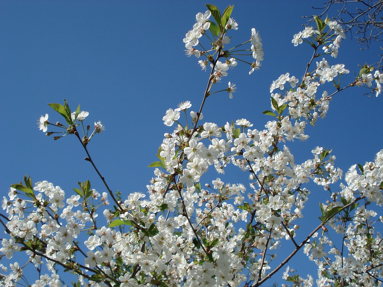 cherry blossoms spring flowers free photo