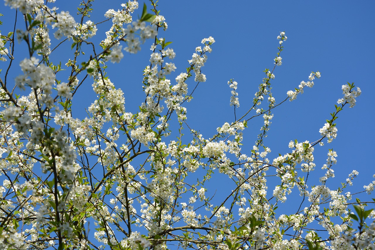 cherry blossoms  white flowers  tree free photo