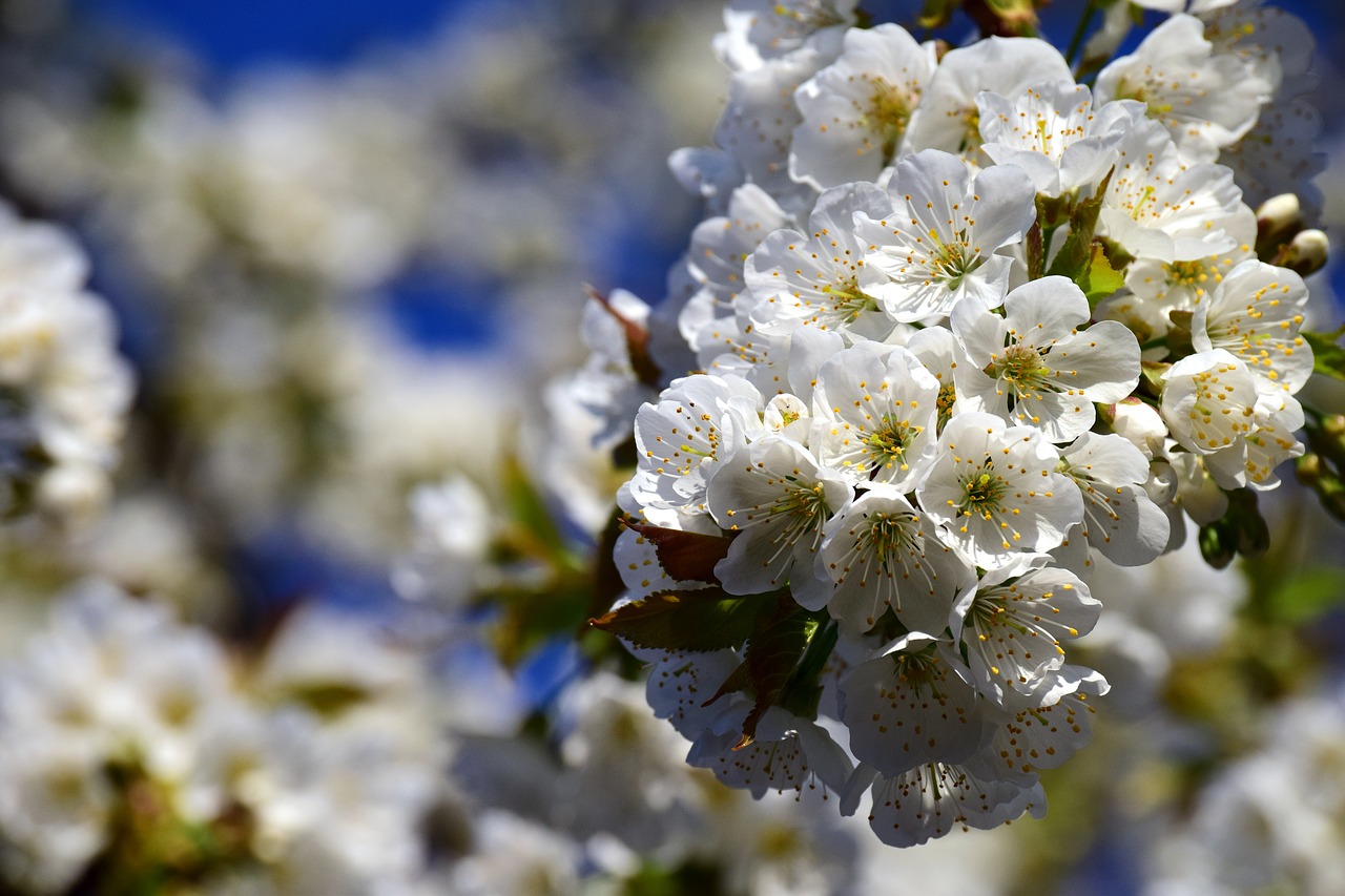 cherry blossoms  white  cherry blossom branch free photo