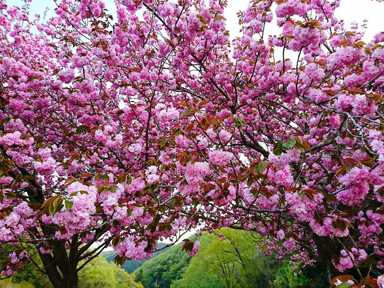 cherry blossoms  flowers  wood free photo