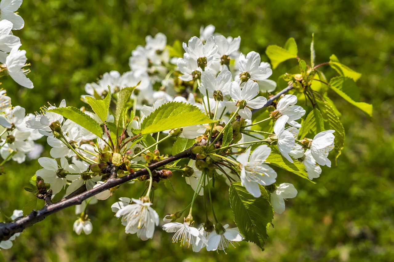 cherry blossoms  beautiful  white free photo