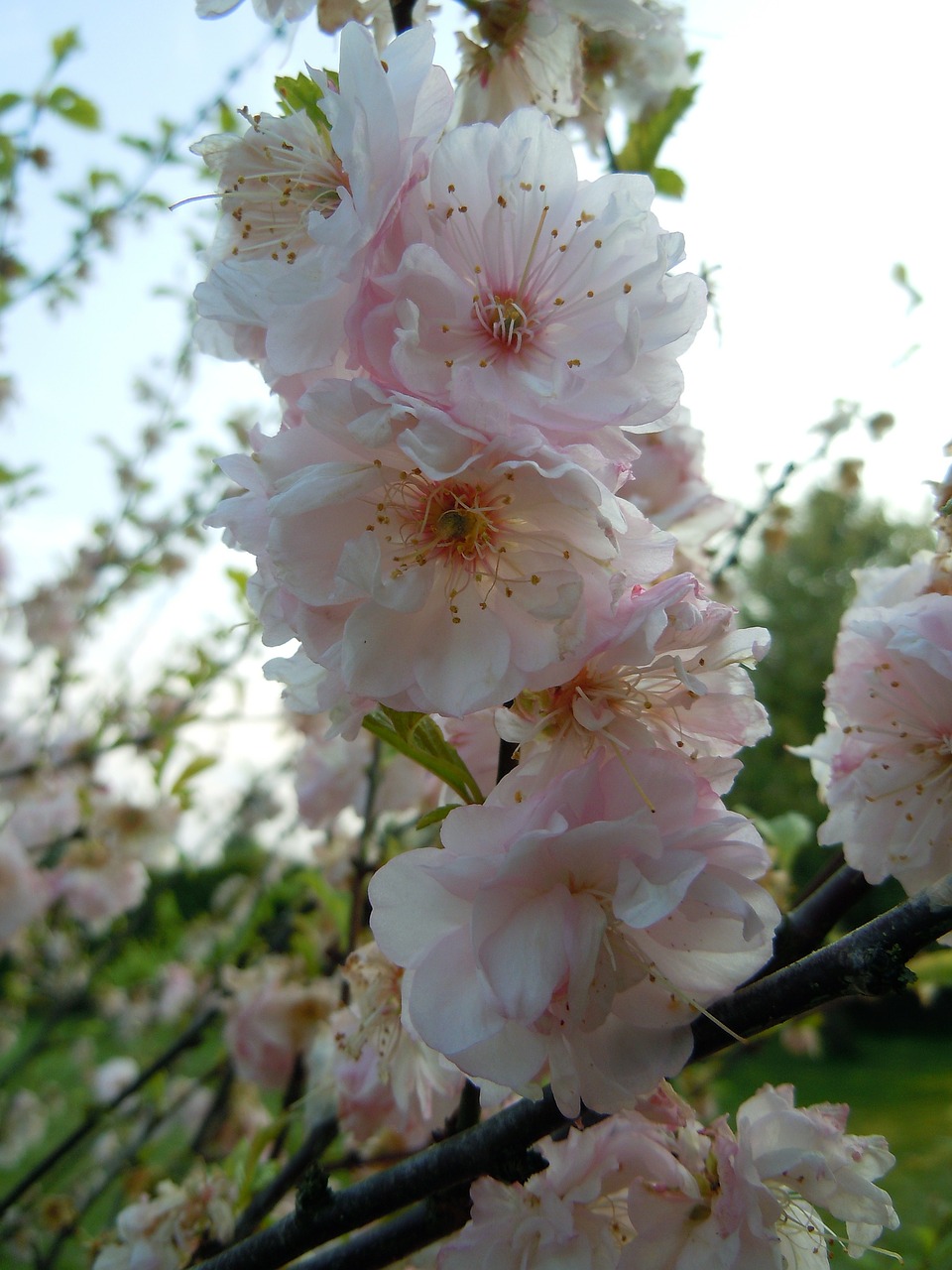 cherry blossoms japanese cherry blossom free photo