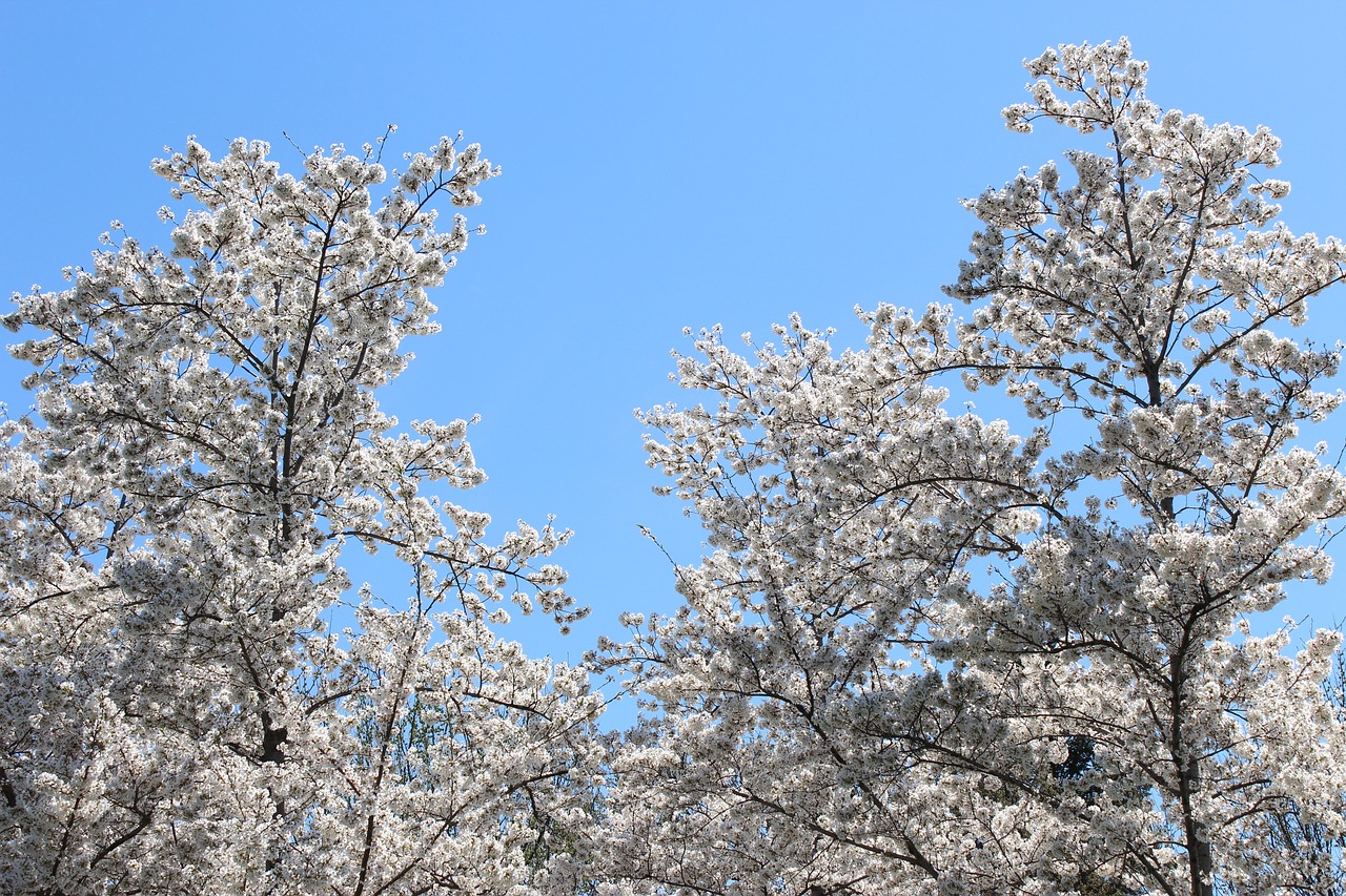 cherry blossoms  washington  d free photo