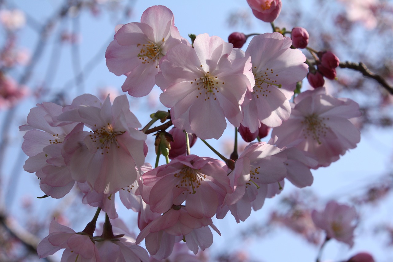 cherry blossoms  spring  flowers free photo