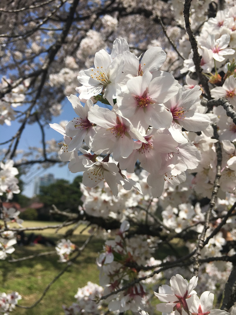 cherry blossoms  flowers  flowering free photo