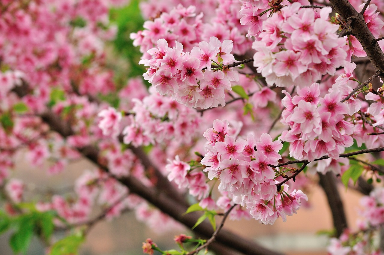cherry blossoms  sakura  pink free photo
