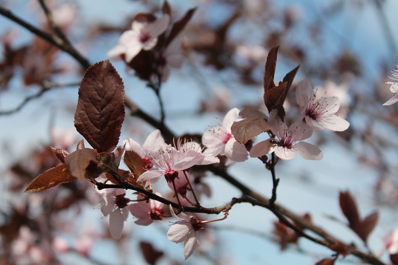cherry blossoms  spring  branch free photo