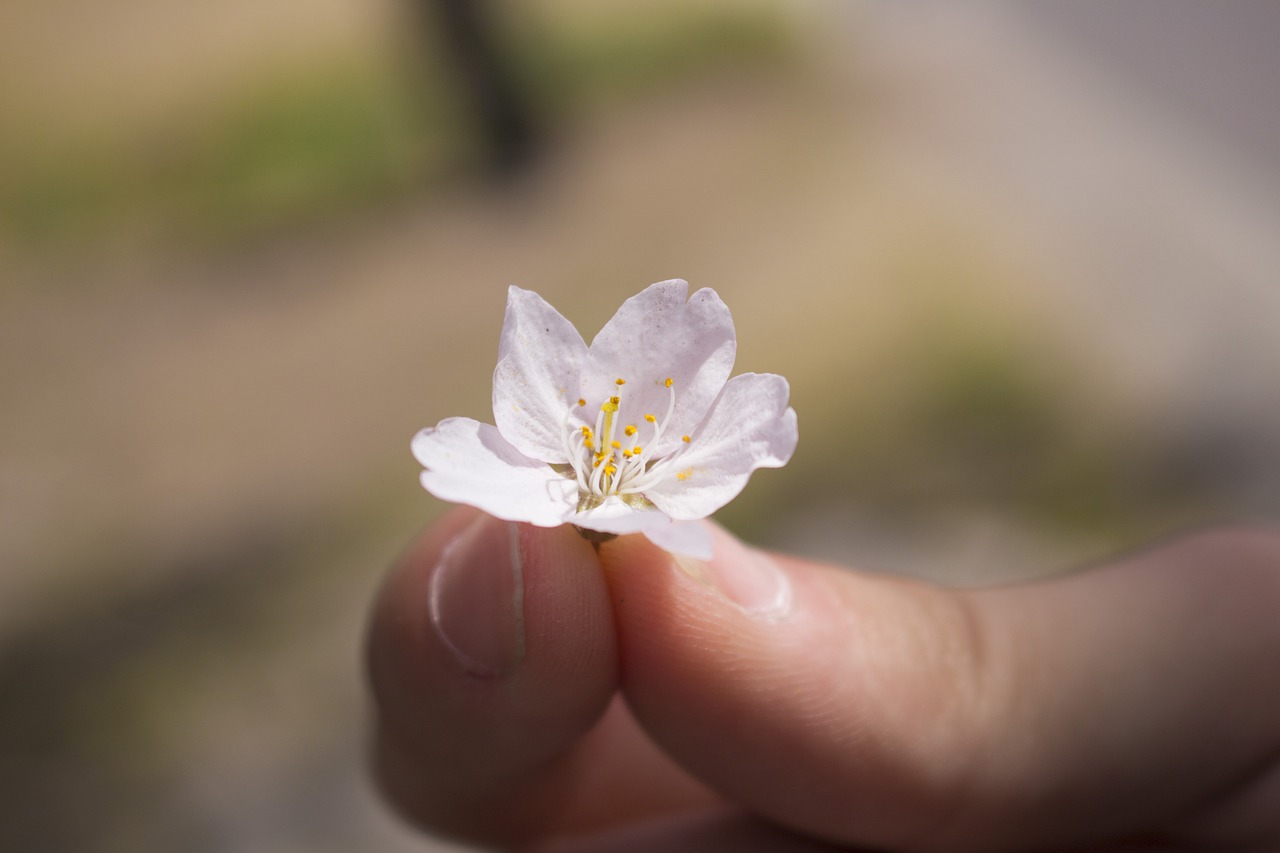 cherry blossoms  spring  flowers free photo