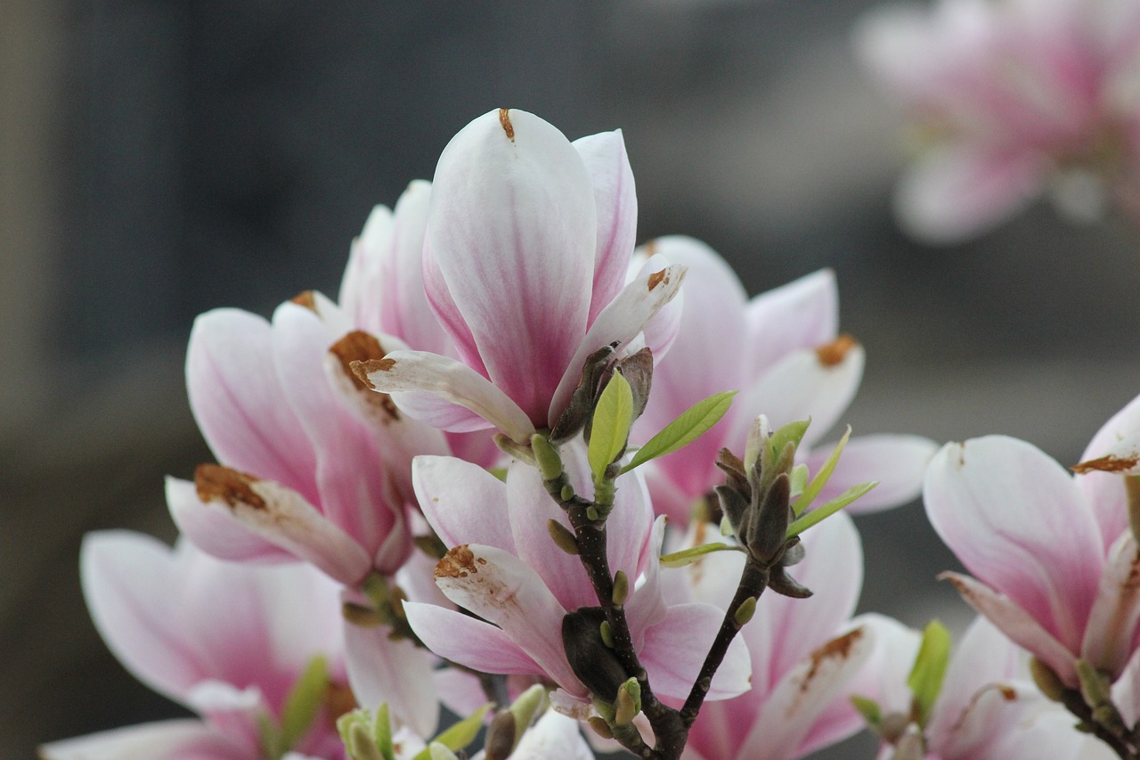 cherry blossoms  cherry tree  branch free photo