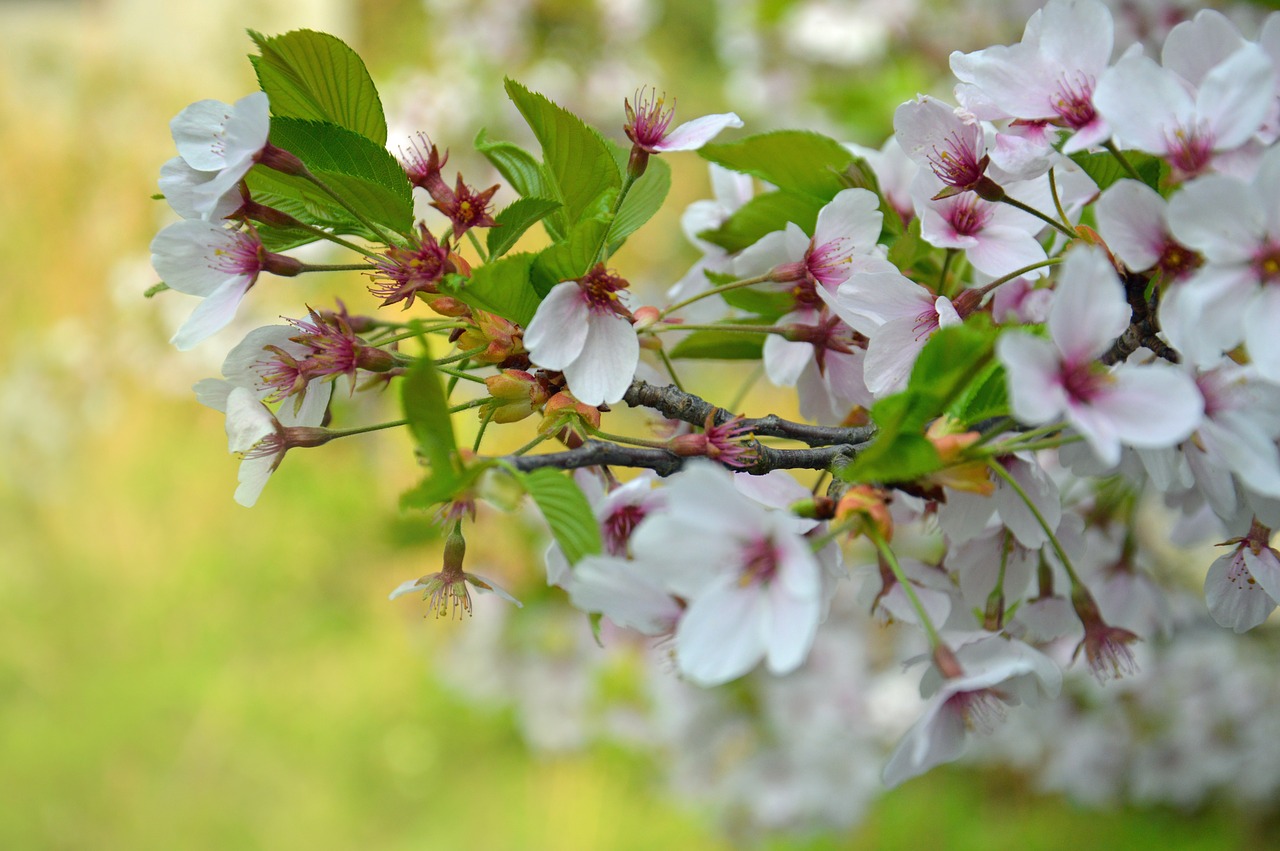 cherry blossoms  flowers  nature free photo