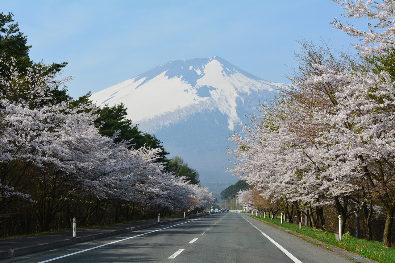 cherry blossoms  corridor  mountain free photo