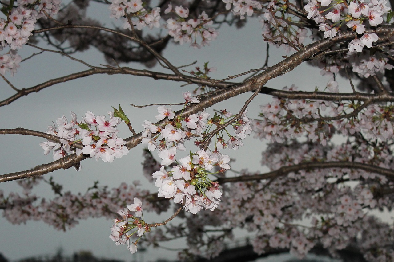 cherry blossoms  blossom  spring free photo