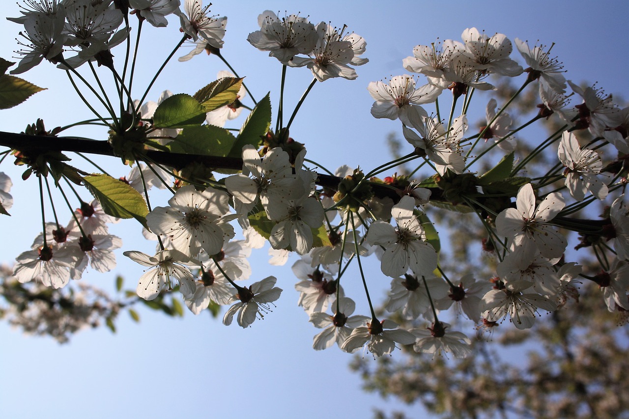 cherry blossoms  sky  blue free photo