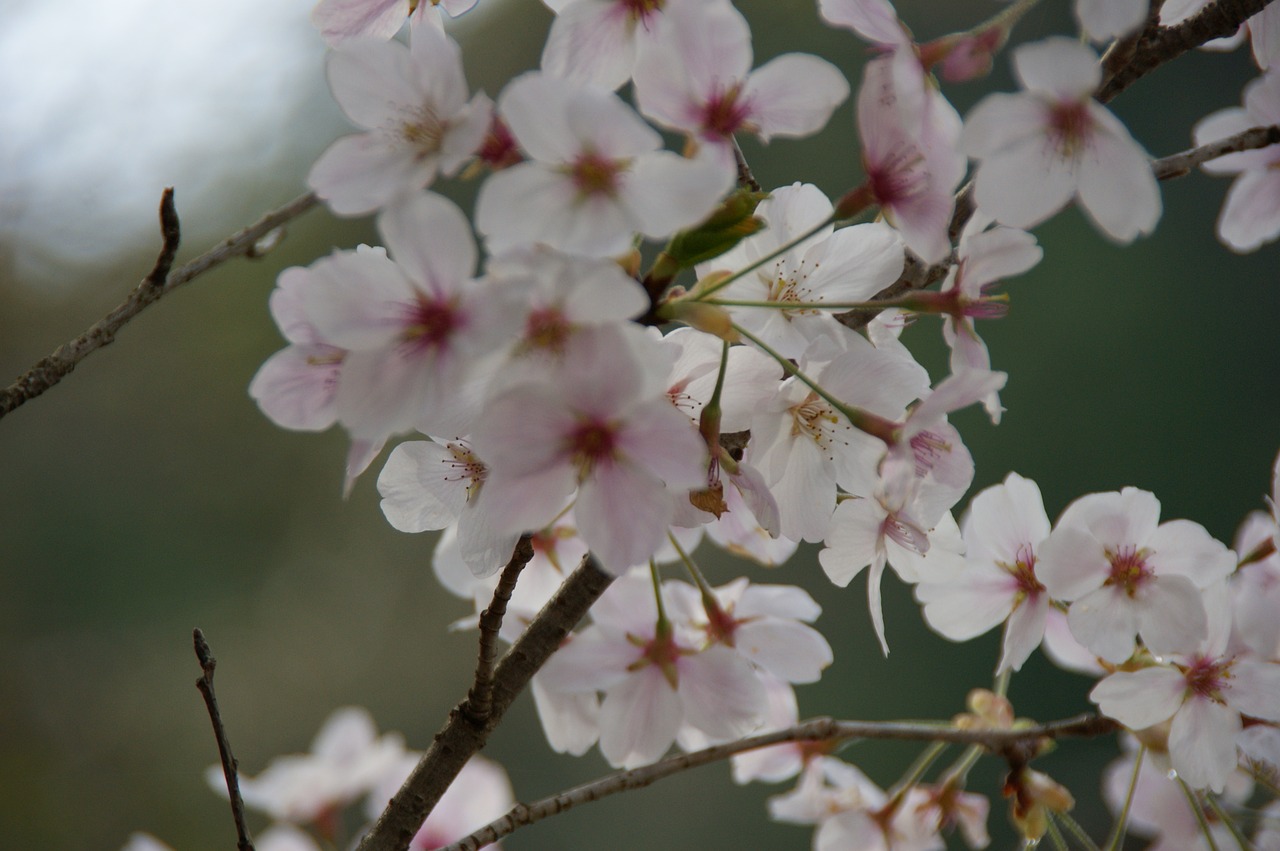 cherry blossoms  japan  landscape free photo