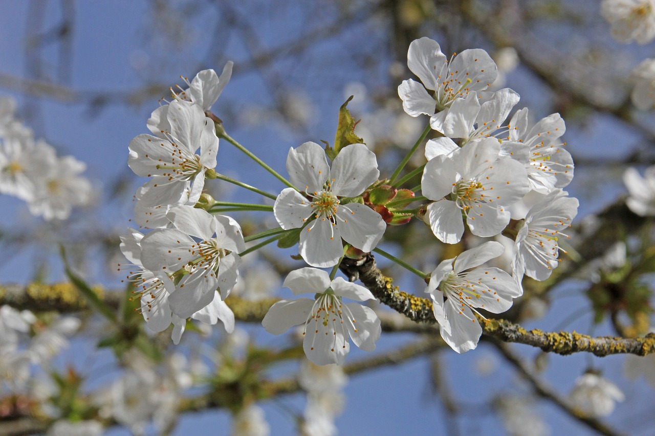 cherry blossoms  flowers  tree free photo