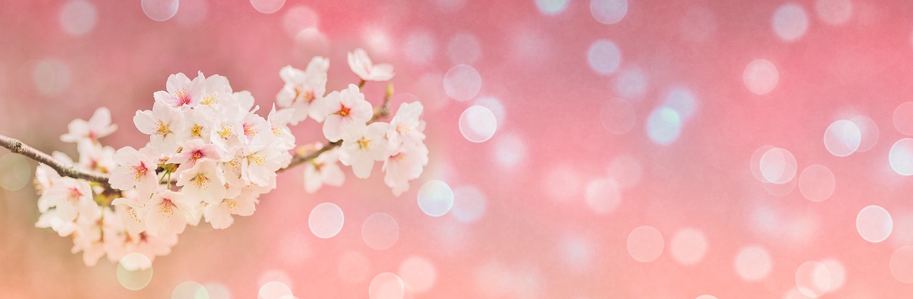 cherry blossoms  spring  bokeh free photo