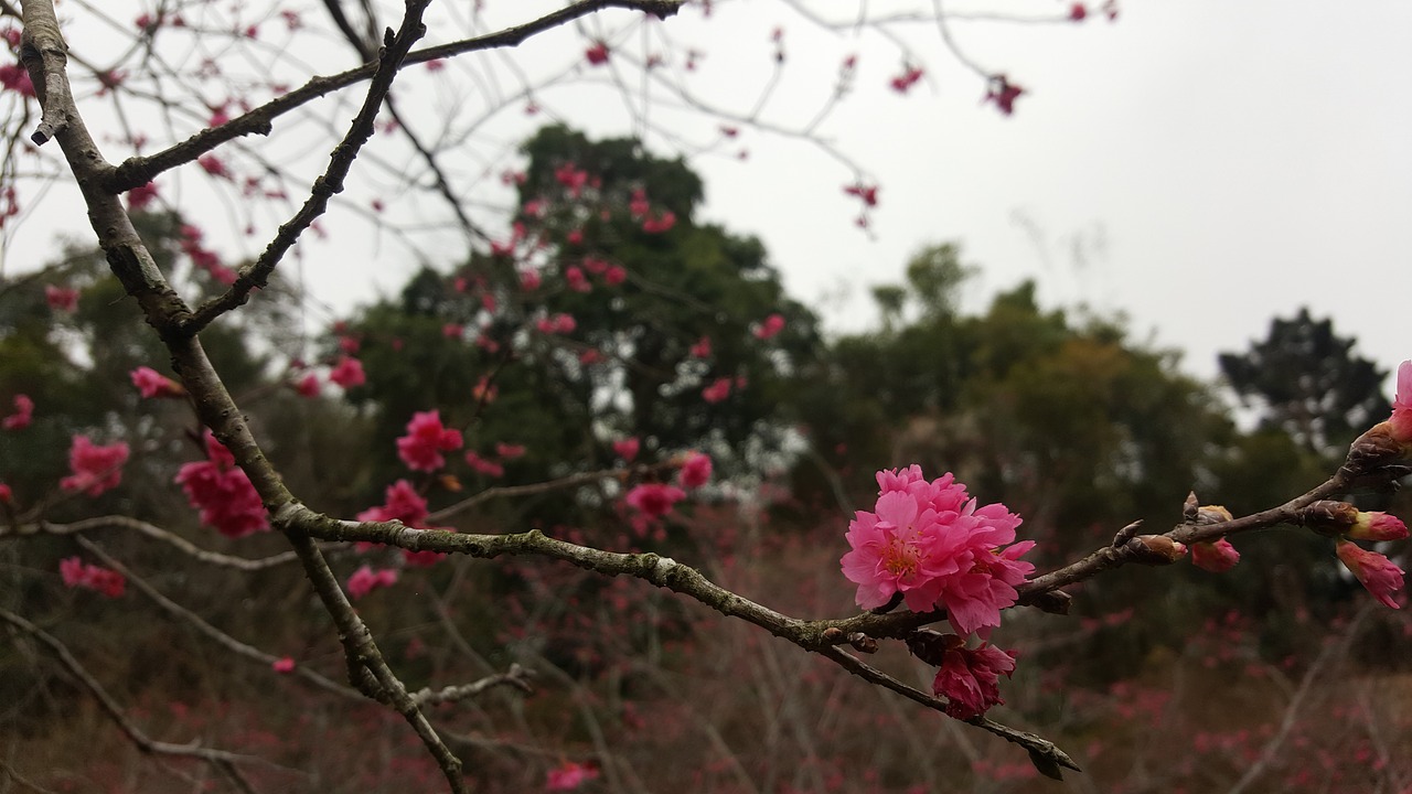 cherry blossoms  summit resort  taichung free photo