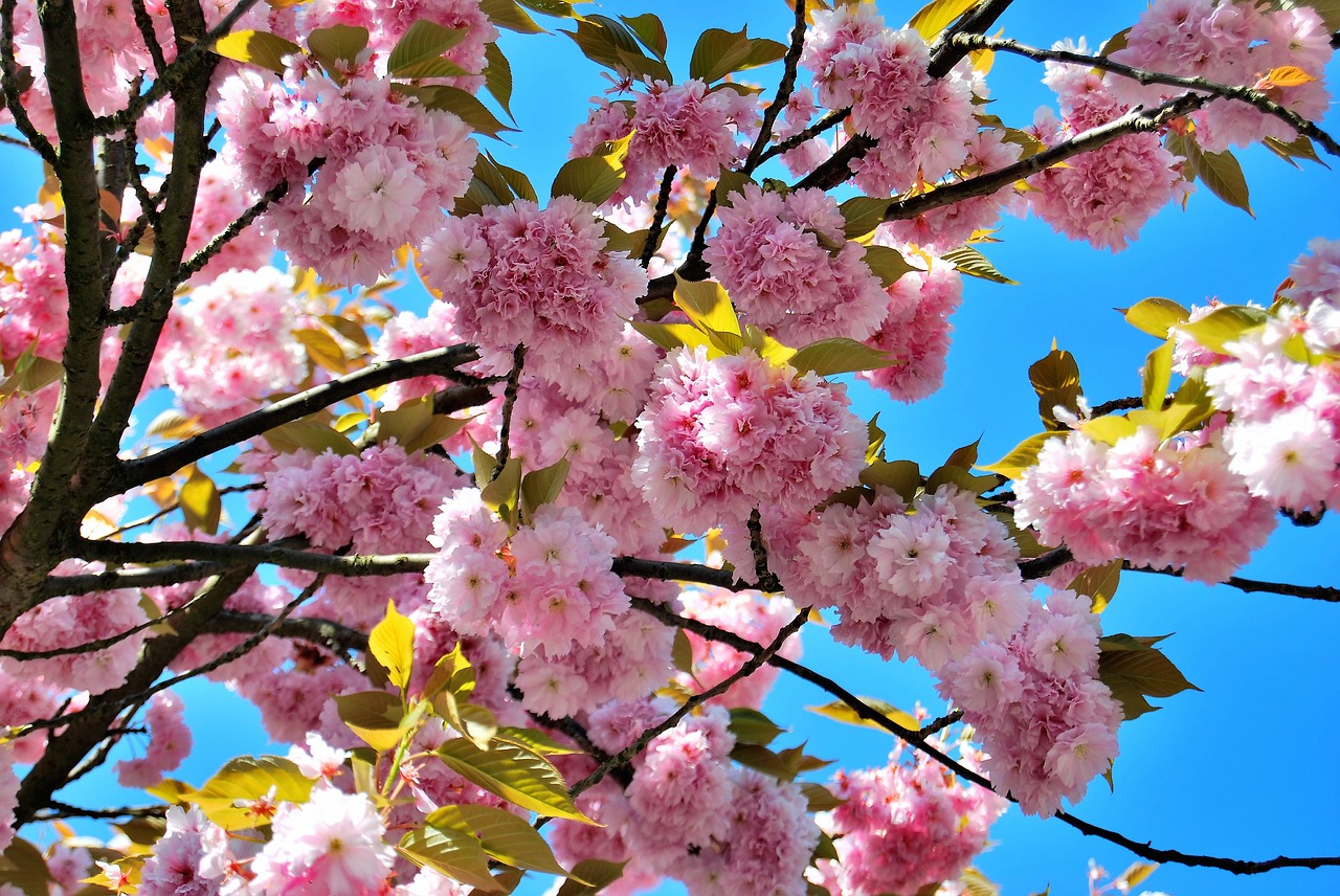 cherry blossoms  spring  pink free photo