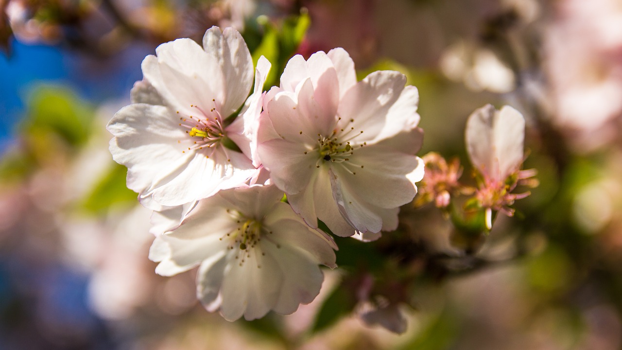 cherry blossoms  fruit tree  spring free photo