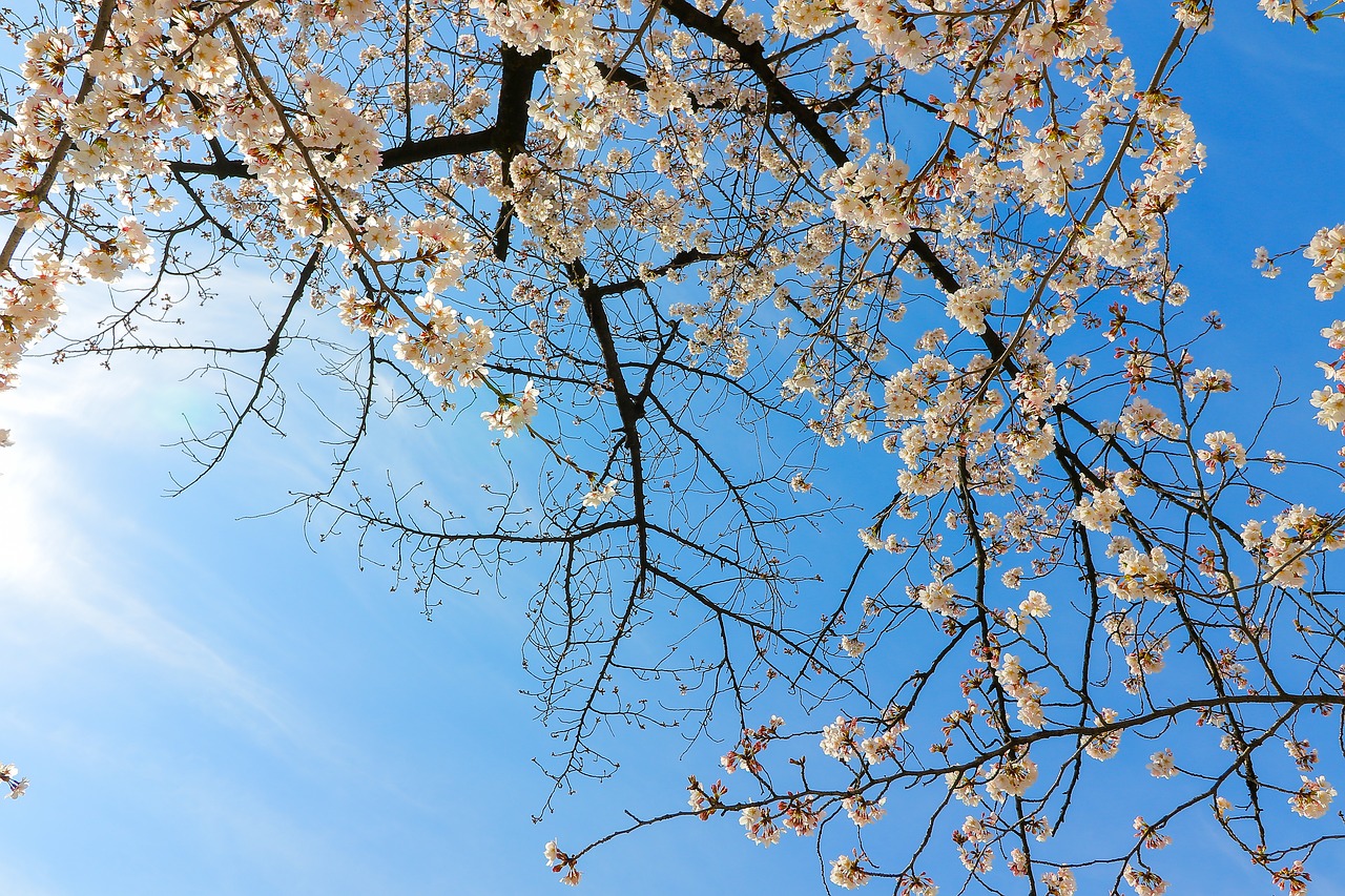 cherry blossoms  flowers  cherry tree free photo