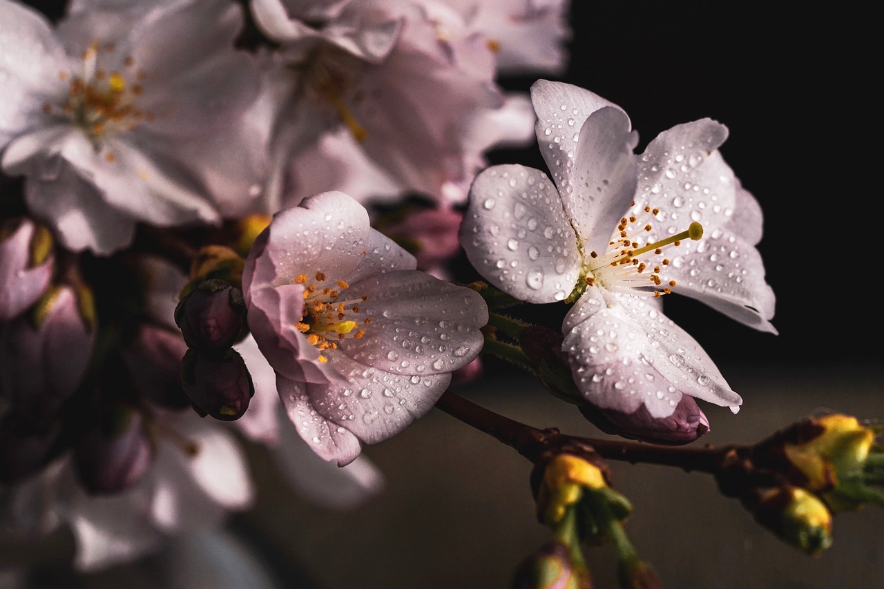 cherry blossoms  branch  pink free photo