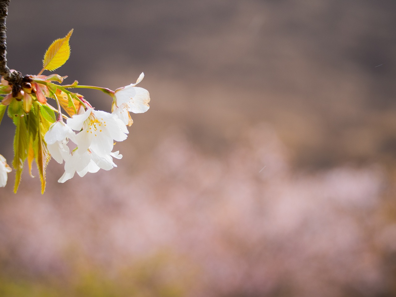 cherry blossoms  spring  flowers free photo