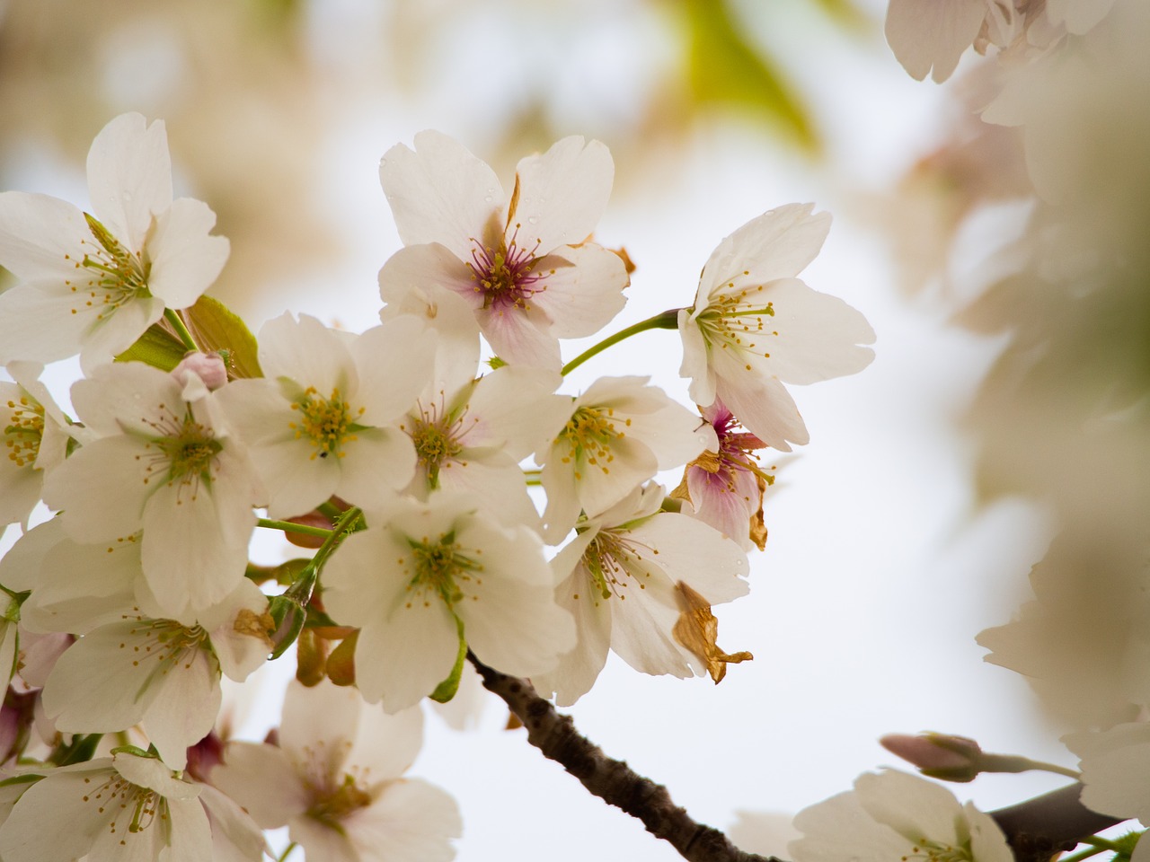 cherry blossoms  flowers  spring free photo